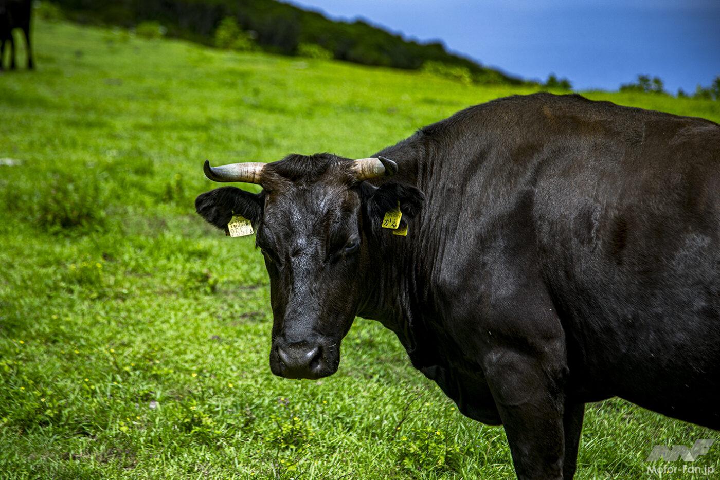 Honda’s electric scooter EM1 e: and Hachijojima.