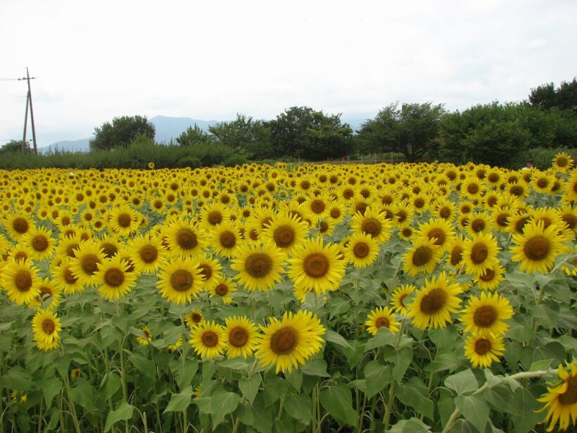 Experience summer at the Zama Sunflower Fields, where 550,000 sunflowers adorn the ground! Yuru Cub Touring Part 13, Zama Cit