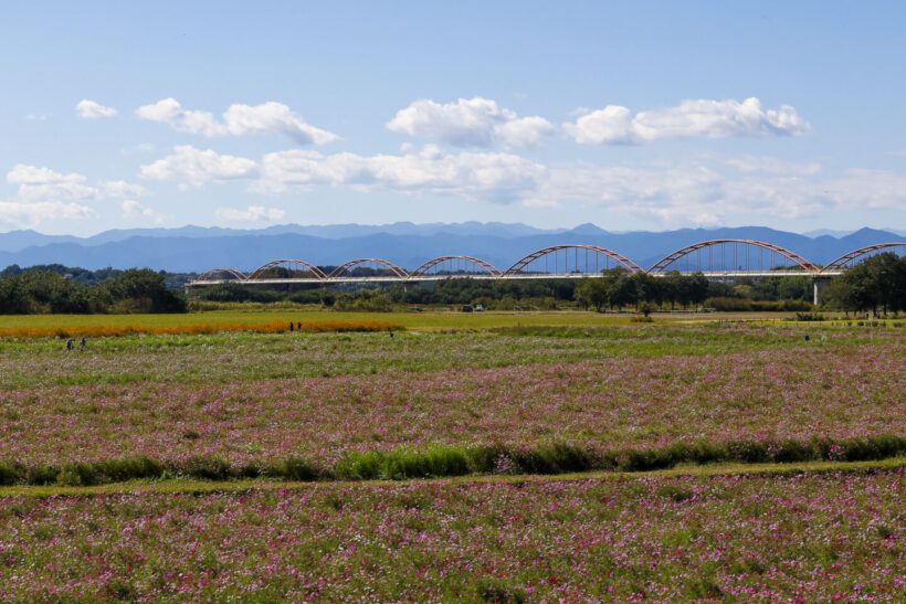 [Konosu City, Saitama Prefecture] A great place to visit by motorcycle | Feel the relief of a field of cosmos.